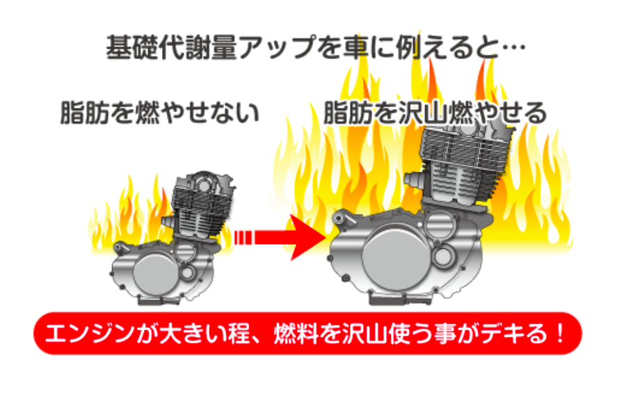 point1 基礎代謝量を飛躍的にアップさせる事でヤセられない体質の人でもヤセる！